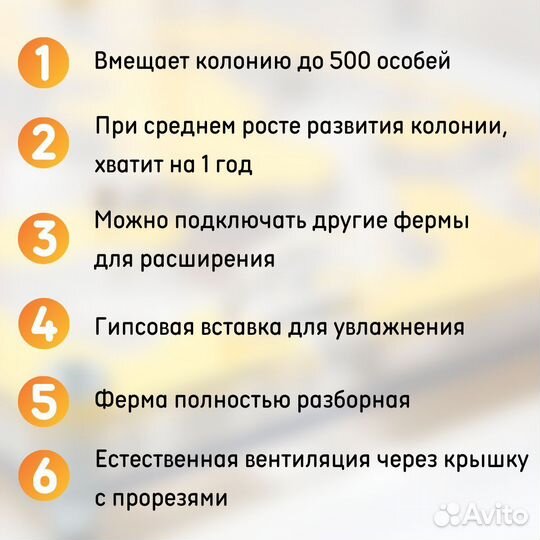 Муравьиная ферма 