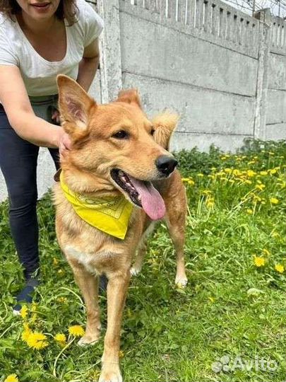 Пёс попал в приют