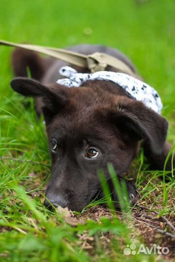 Собаки в дар бесплатно