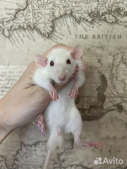 Крысята Дамбо из проф Питомника.Доставка