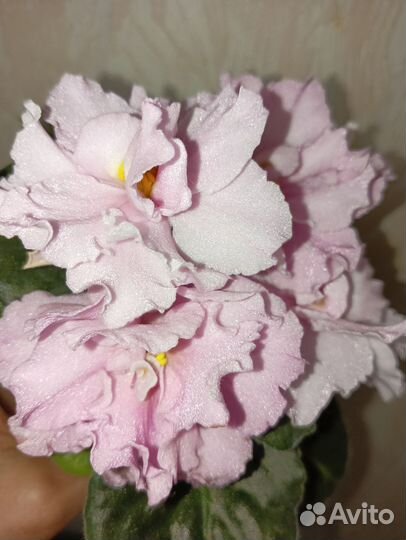 Фиалка дэо-Королева Елизавета