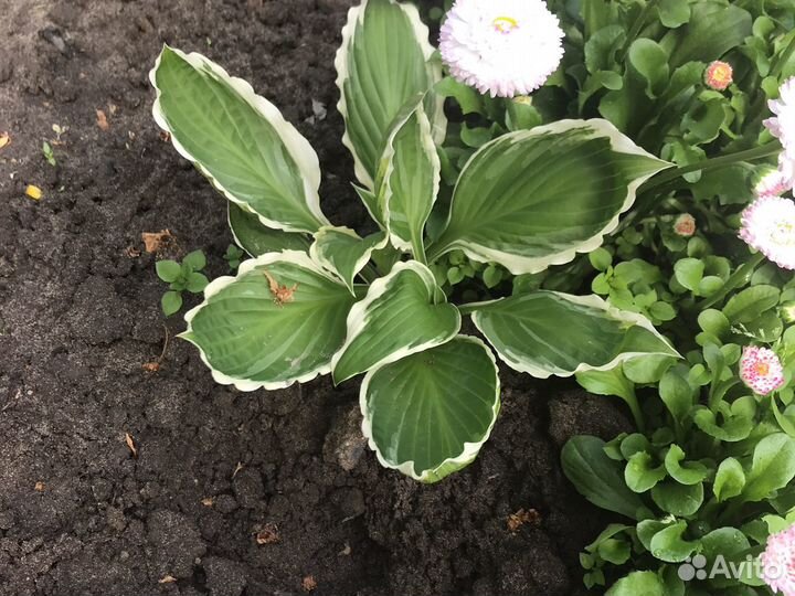 Хоста. Папоротник. Ирисы. многолетники