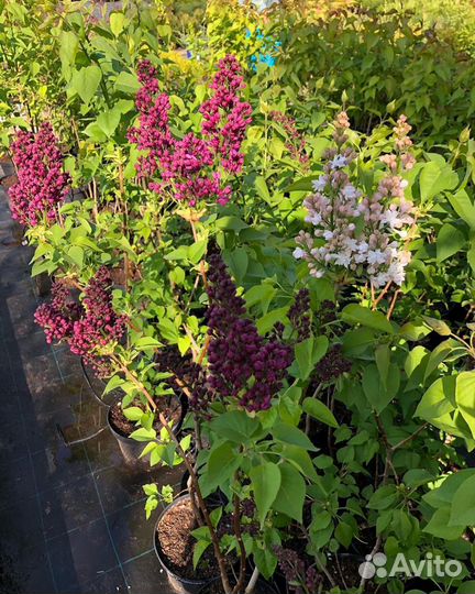 Сирень красавица Москвы Принц Волконский Мадам Лем