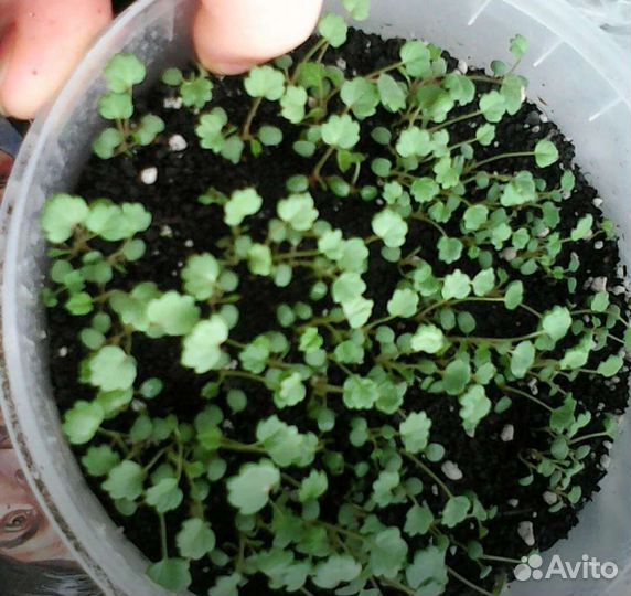 Семена клубники, малины,ежевики ремы