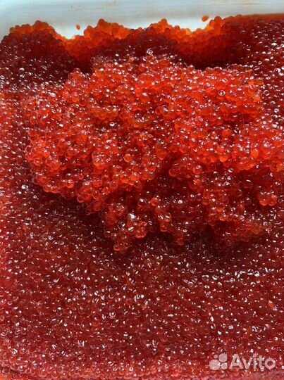 Красная Икра 2023г