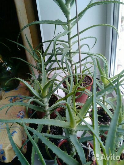 Алое лечебное