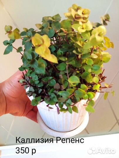 Красивые комнатные растения. Часть 2