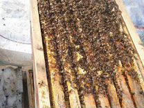 Пчелопакеты Карпатка 2023 Зимовалые