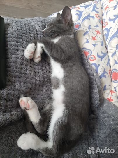 Передержка домашних кошек