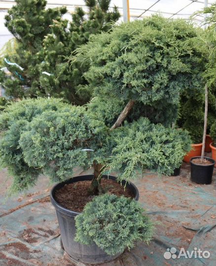 Бонсай из можжевельника