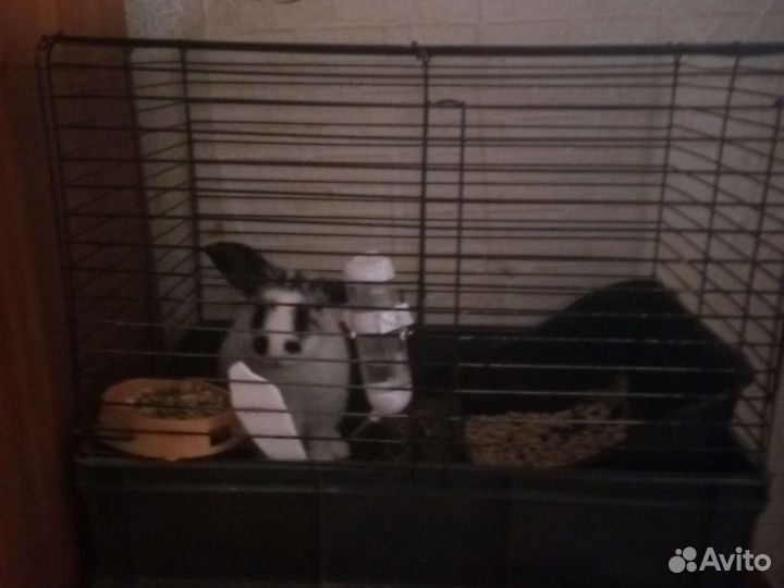 Декоративный кролик с клеткой