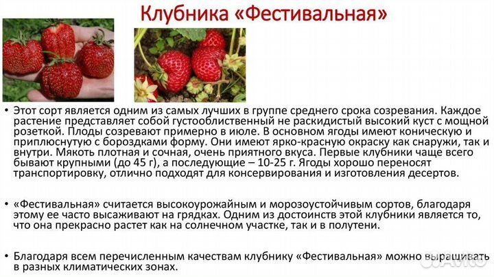 Усы клубники