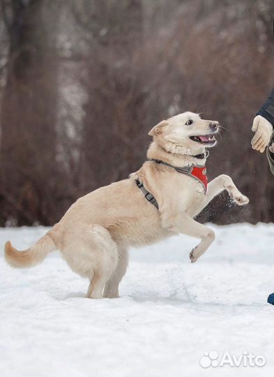 Белочка ищет дом