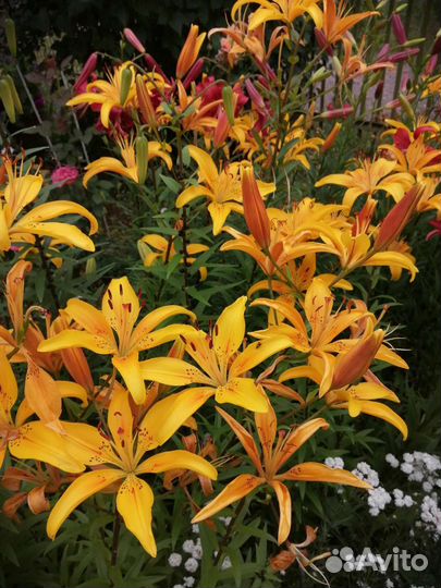 Лилии луковицы