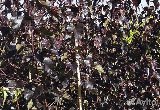 Берёза Юнги, Трост Дварф, Пурпуреа, Роял Фрост