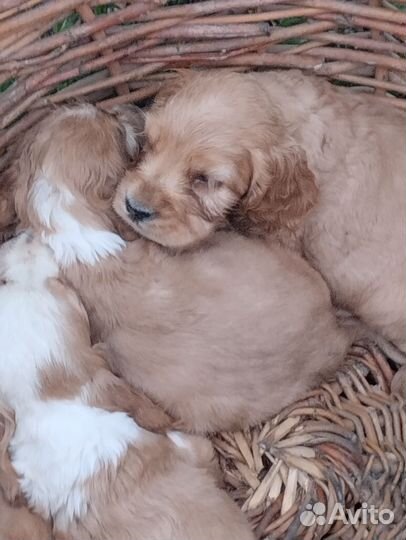 Щенок девочка английского кокер спаниеля