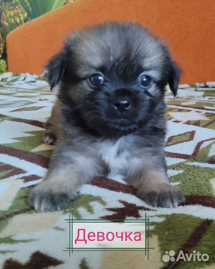 Щенки пекинеса