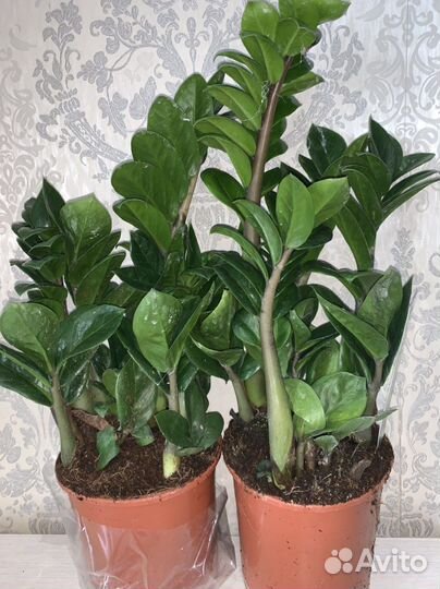 Замиокулькас Зензи Жук 14/40см