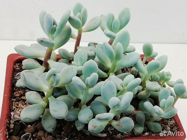 Суккуленты. Эхеверии, Красулы