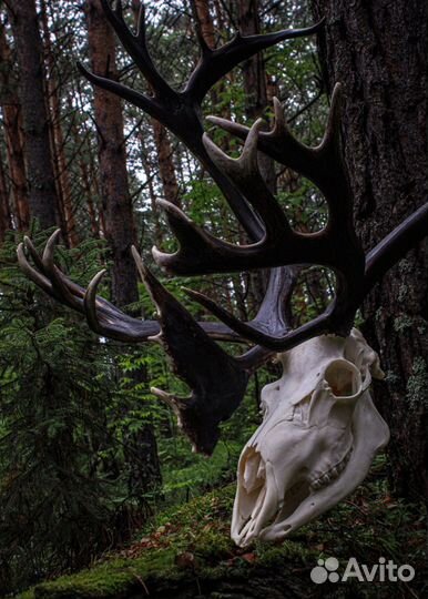 Имитация черепа северного оленя