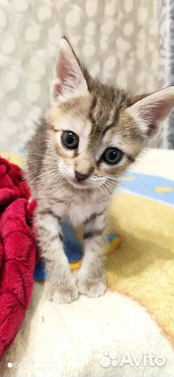 Котик в добрые руки