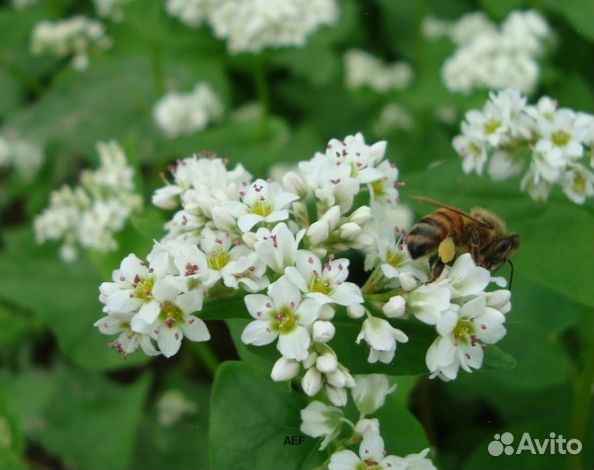 Мед 2024 года Алтайский опт