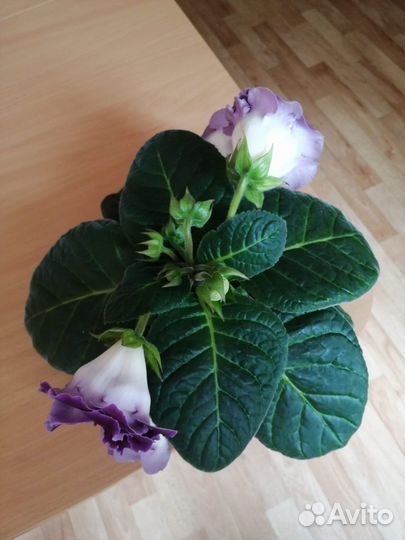 Глоксиния махровая 19 бутонов