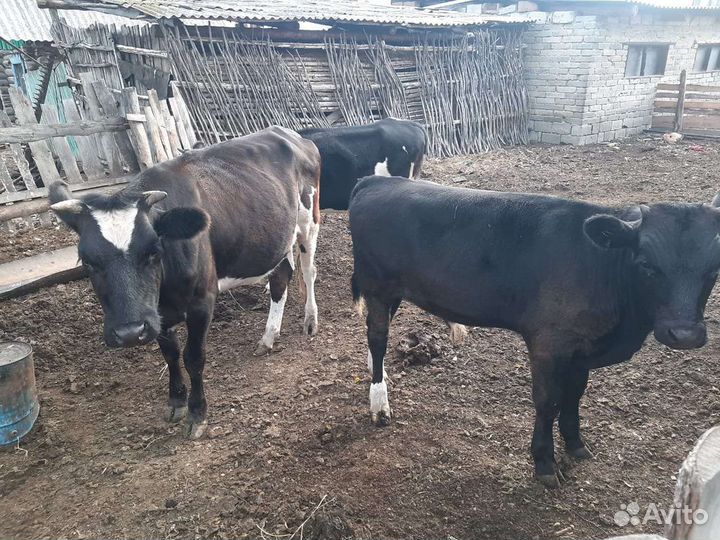 Корова с бычком