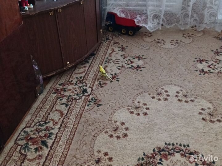 Попугайчик. Гриша