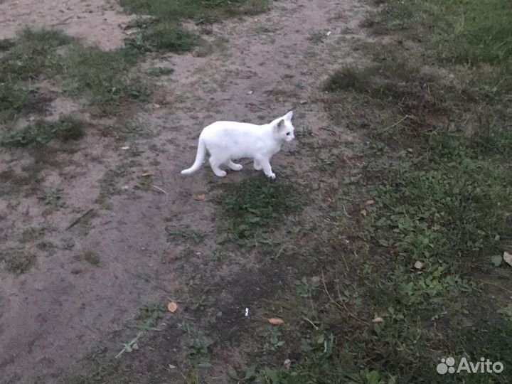 Кошки в добрые руки породистые(Турецкая Ангора)