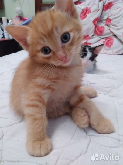 Отдам котёнка в добрые руки