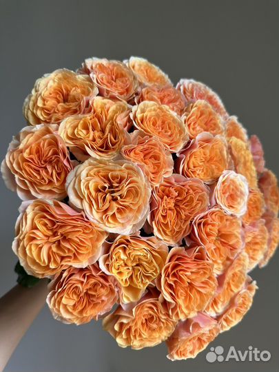 Премиум пионовидная роза,доставка цветов