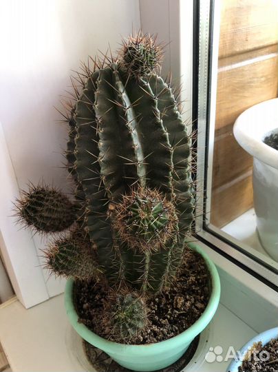 Кактус цветущий