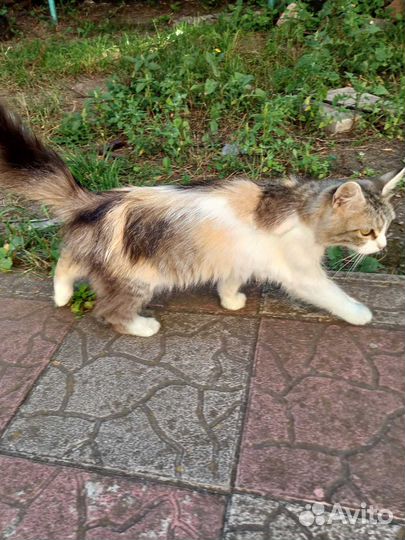 Отдам в добрые руки