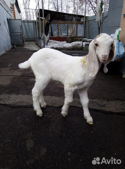 Продажа козлят камори - нубы