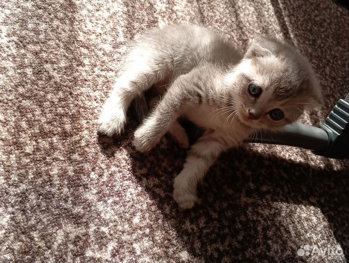 Британские котята бесплатно