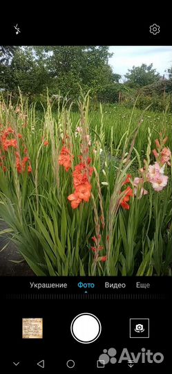 Гладиолусы