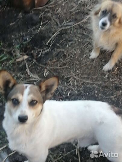 Маленькая собака