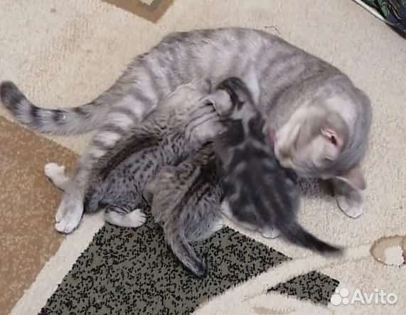 Британская