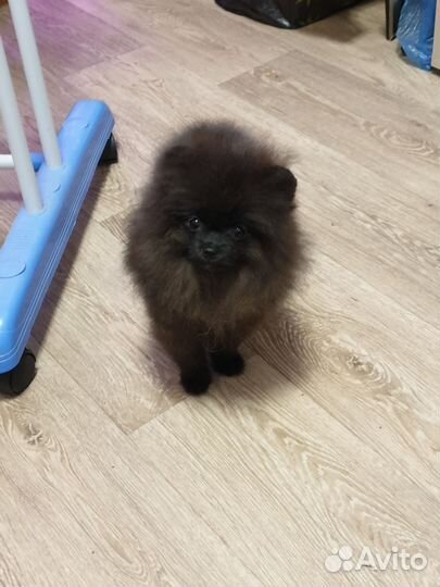 Померанский шпиц мини девочка