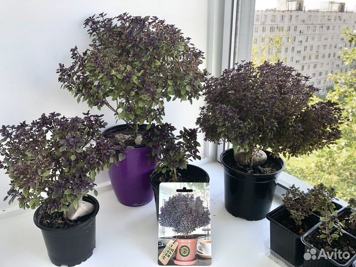 Базилик в горшке