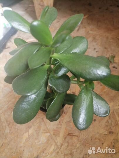 Толстянка (денежное дерево)