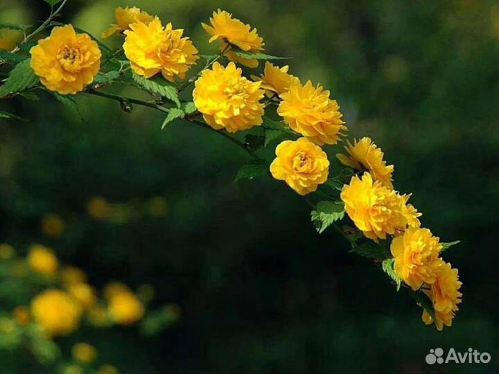 Дейция белая махровая, Керрия, Барбарис