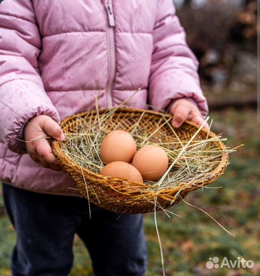 Домашние куриные яйца
