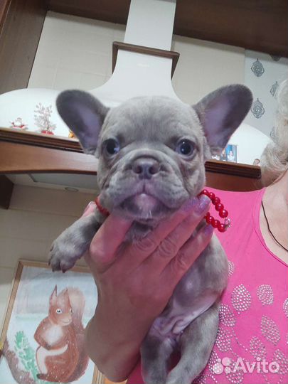 Французский бульдог. Фефочка