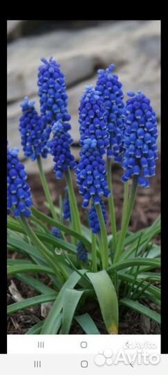 Садовые цветы