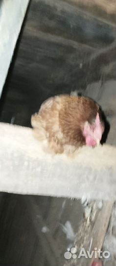 Куры несушки