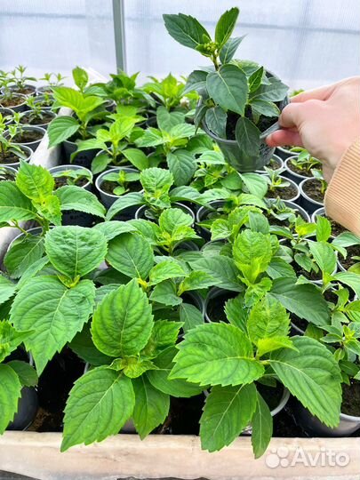 Гортензия трехлетние кусты