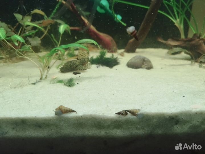 Продам тиломеланию