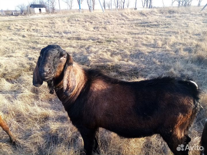 Англо нубийский козел